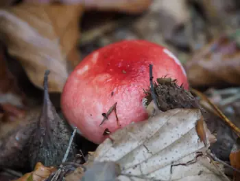 Vagevuurbos en Lippensgoed-Bulskampveld (België)